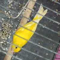 فروش قناری و|پرنده|مرودشت, فرهنگ|دیوار