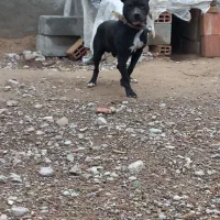 پیتبول|سگ|فاروج, |دیوار