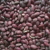 فروش لوبیا به صورت عمده|خوردنی و آشامیدنی|قم, جوی شور|دیوار