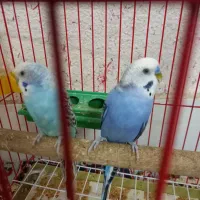 مرغ عشق خیلی خوبی هست