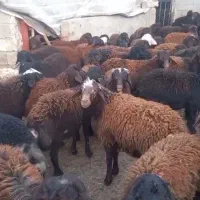 بره نر درجه ۱