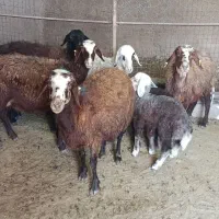 میش با بره