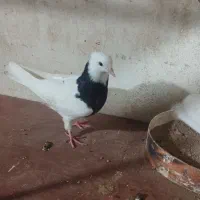 معاوضه باکفتر چینی یافنج کینگ|پرنده|بندر ماهشهر, |دیوار