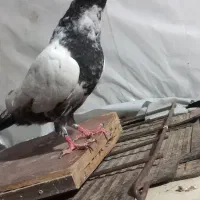 (جوجه کله دم)