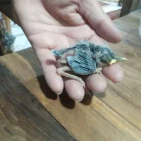 جوجه سهره