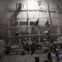 کبوتر با کفتر