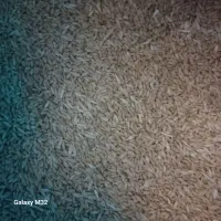 گندم شوری|خوردنی و آشامیدنی|نیشابور, میدان حافظ|دیوار