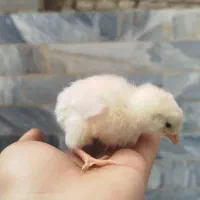 جوجه وارداتی