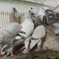فروش تعداد چندپرنده