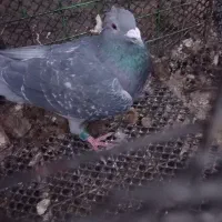 کبوتر پلاکی