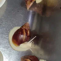 کلاژن حلزون/حلزون تراپی/کرم حلزون