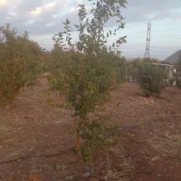 باغ ۱۰۰۰ متری سنددار