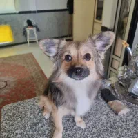 حیوان خانگی