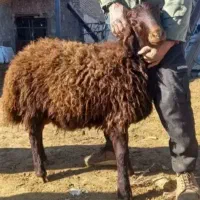 قلم آبی تضمینی بشرط قیمت واقعی تعاونی