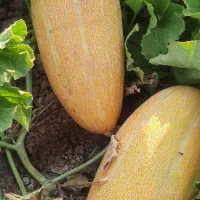 خربزه شیرین چین یک وهندوانه گرد با کیفیت عالی