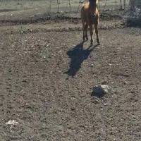 فروش|حیوانات مزرعه|مینودشت, |دیوار