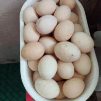تخم مرغ محلی نطفه دار