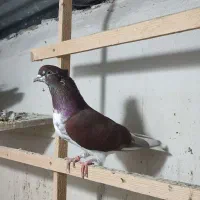 کبوتر سرخ|پرنده|گرگان, |دیوار