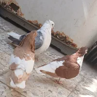 سه تا کبوتر