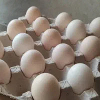 تخم مرغ دوزرده