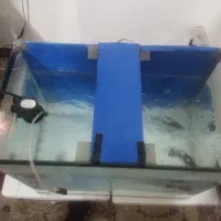 سلام دوستان عزیز|ماهی|باقرشهر, |دیوار