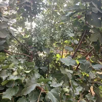 ویلایی جنوبی  فرهنگیان فازدو ۲۵۰ متری