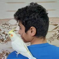 عروس هلندی دستی نر|پرنده|کازرون, |دیوار