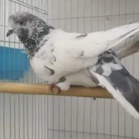 کبوتر تهرانی|پرنده|هشتگرد, شهرک گلها|دیوار