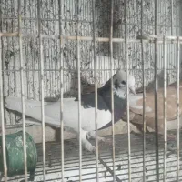 ماده طوقی.سینه ای|پرنده|شیراز, گلشن|دیوار