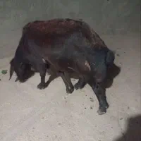 فرش قوچ جوان