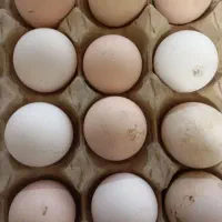 تخم نطفه دار تازه بروز بوقلمون مرغ محلی مرغ شاخدار|حیوانات مزرعه|تربت جام, جامرود|دیوار
