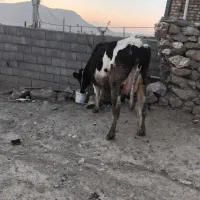 گاو|حیوانات مزرعه|گلپایگان, |دیوار