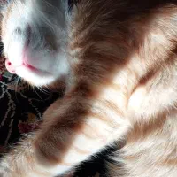 گربه واگذاری