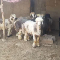 بره نر پرواری چاق اماده کشت