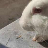 خرگوش سفید بزرگ ماده|موش و خرگوش|سنندج, |دیوار