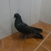 کبوتر|پرنده|قم, زنبیل آباد|دیوار