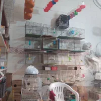 نیاز مند نیرو در مغازه پرنده فروشی