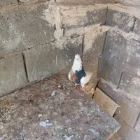 کفتر عالی عشق بازا می‌ دونن این چیه