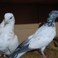 کبوتر پرشی|پرنده|رشت, کوی جام جم|دیوار