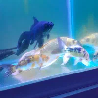 اکواریوم با ماهی و تجهیزات کامل|ماهی|پاکدشت, شهرک امام رضا|دیوار