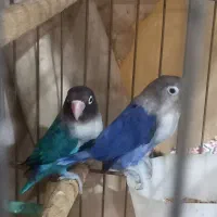 یه جفت طوطی بلیزیلی  به شرط تخم