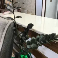 زاموفیلیا بلک