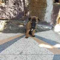 ۲ماه|سگ|میناب, |دیوار