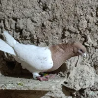 کله زرد