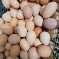 جوجه مرغ محلی|حیوانات مزرعه|رشت, یخسازی|دیوار