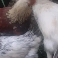 جوجه خروس|حیوانات مزرعه|نیشابور, دهنو|دیوار