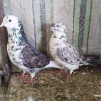 فروش یک جفت کبوتر پرشی