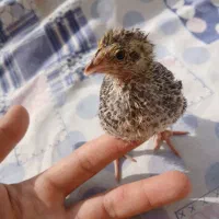 جوجه بلدر چین ژاپنی