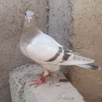 کبوتر پلاکی|پرنده|اهواز, اسماعیلیه|دیوار