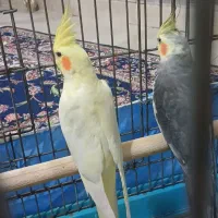 طوطی عروس جفت مولد|پرنده|قم, تولید دارو و یخچال|دیوار